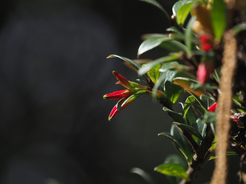Agapetes wardii