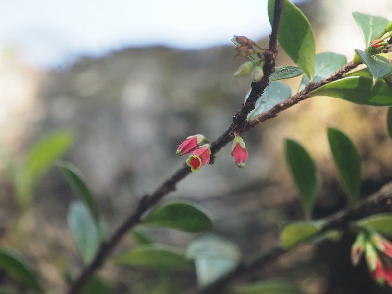 Agapetes wardii photo 2