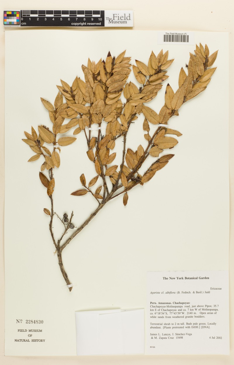 Agarista albiflora