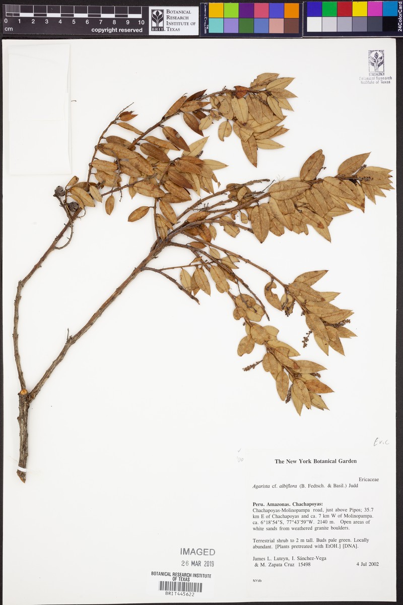 Agarista albiflora photo 2