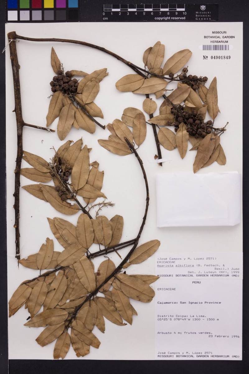 Agarista albiflora photo 3
