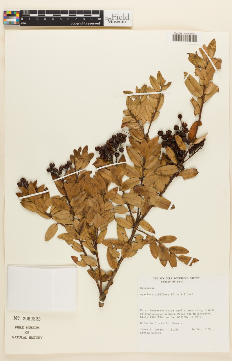 Agarista albiflora photo 4