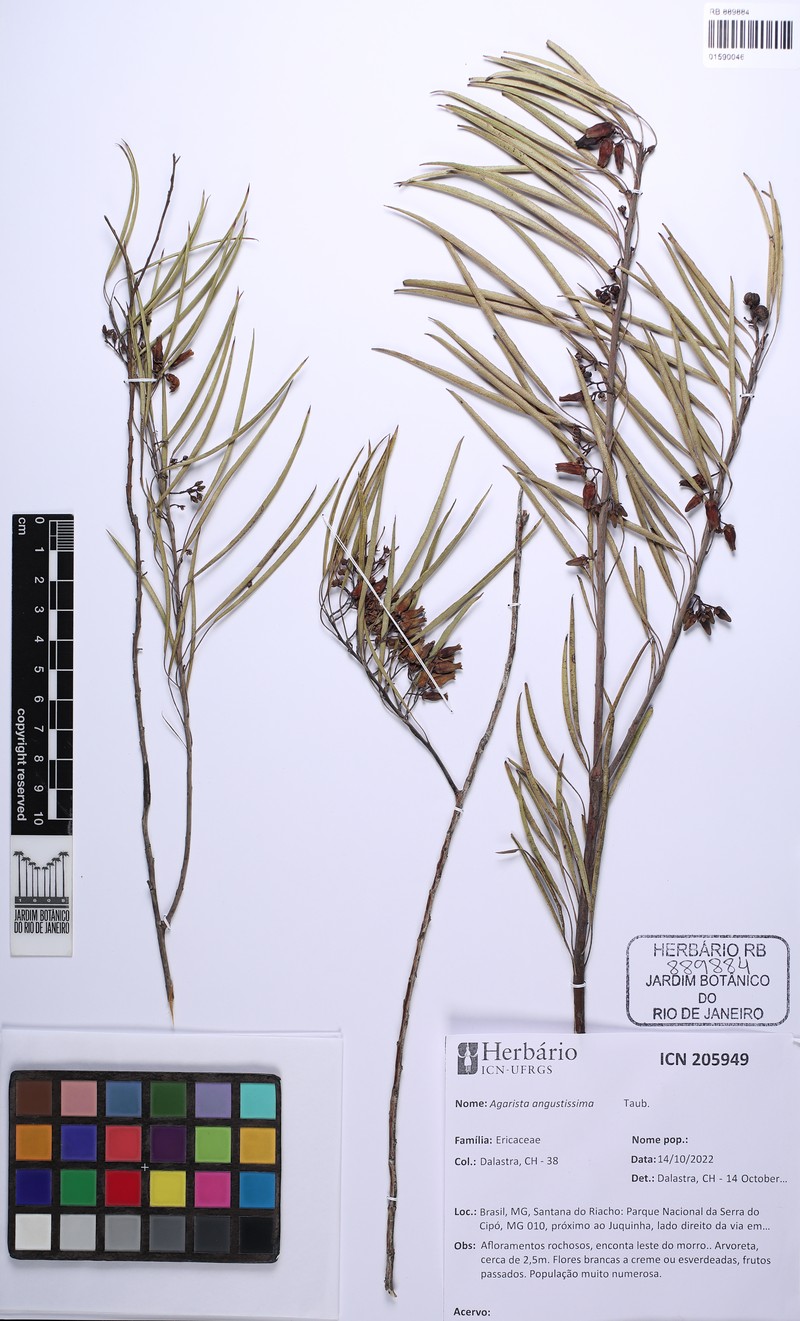 Agarista angustissima