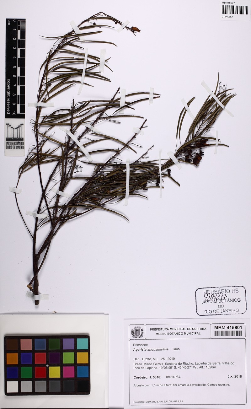 Agarista angustissima photo 2