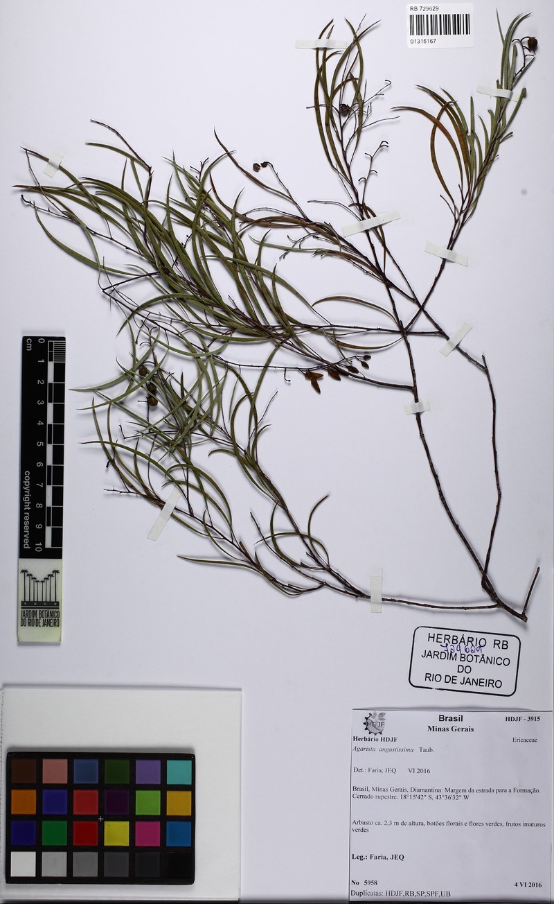Agarista angustissima photo 4