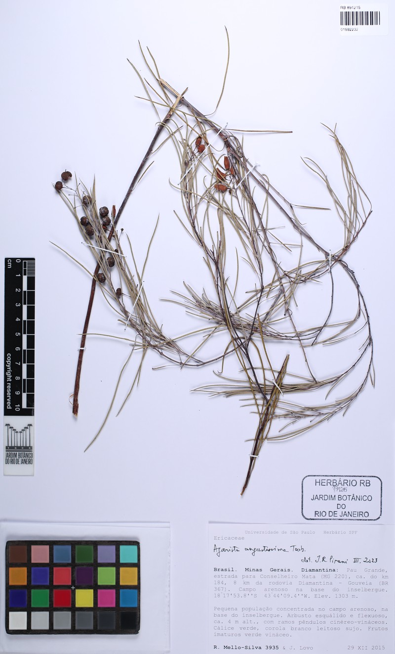 Agarista angustissima photo 6