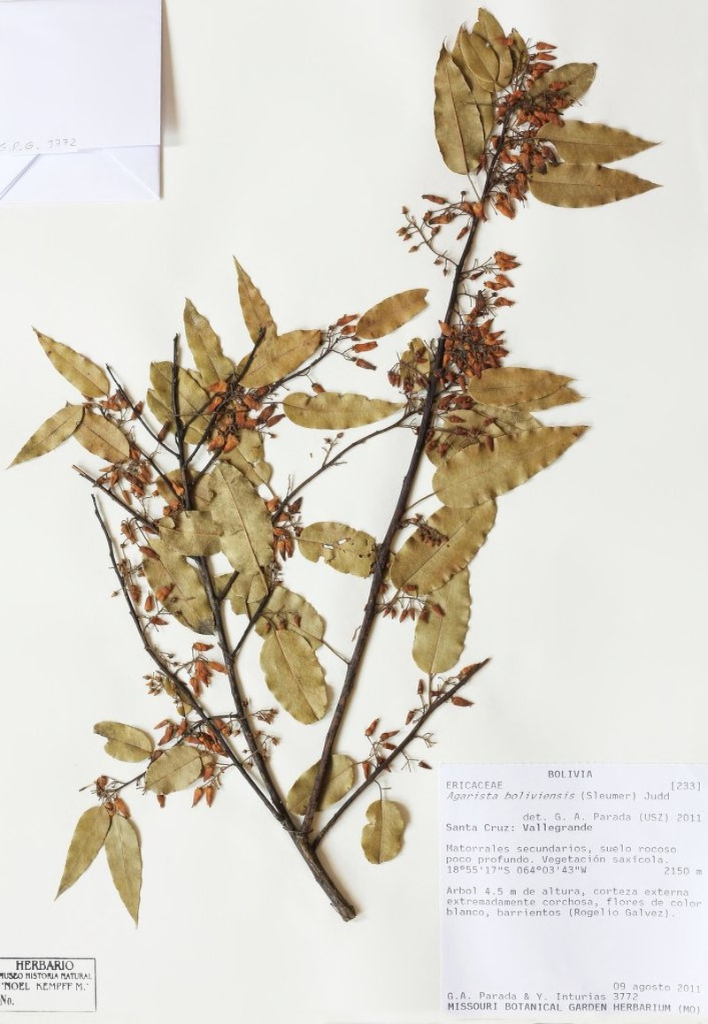 Agarista boliviensis photo 2