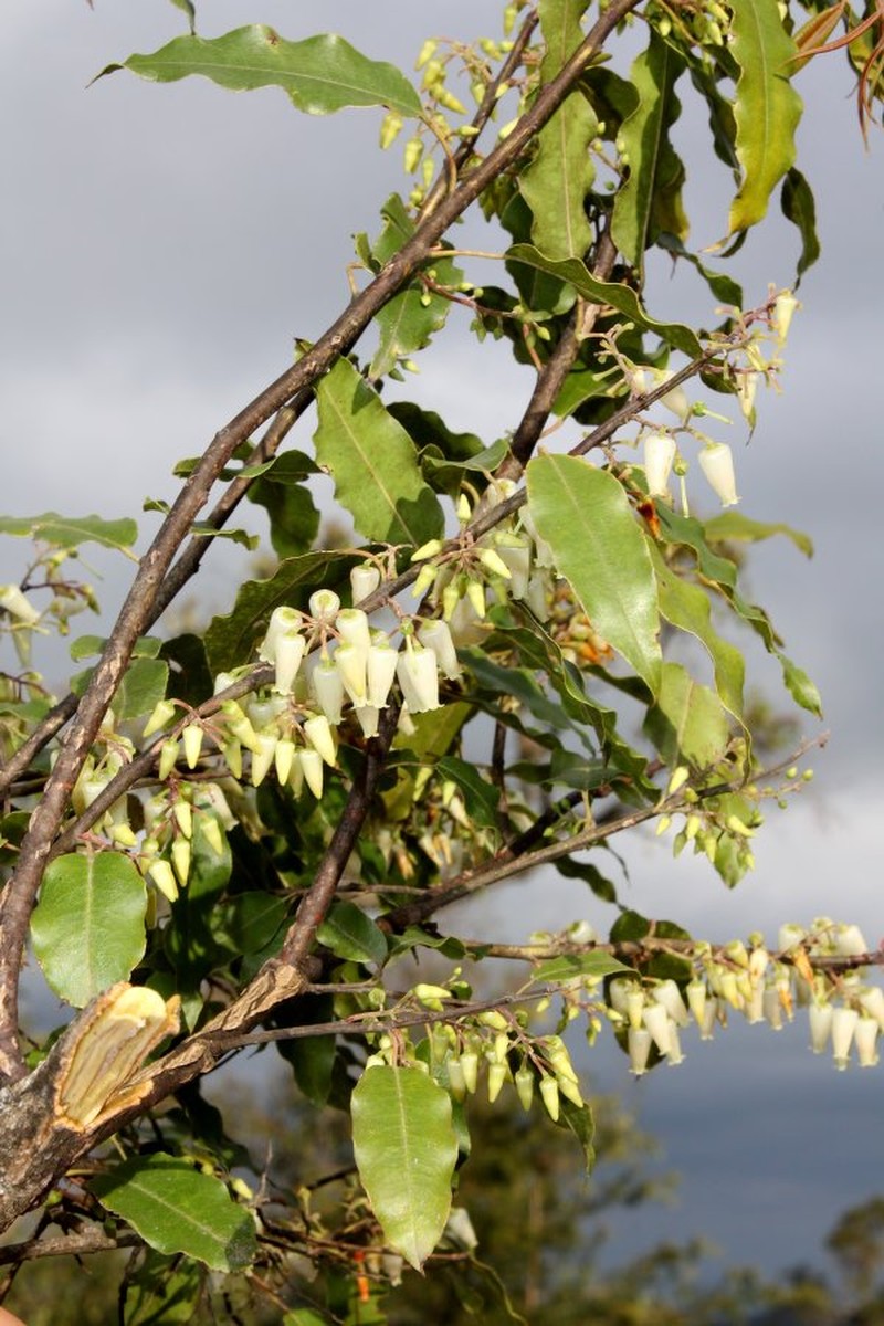 Agarista boliviensis photo 3