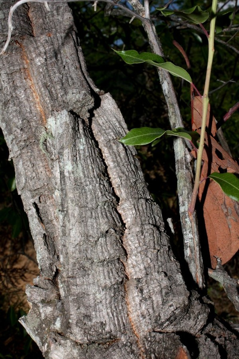 Agarista boliviensis photo 4
