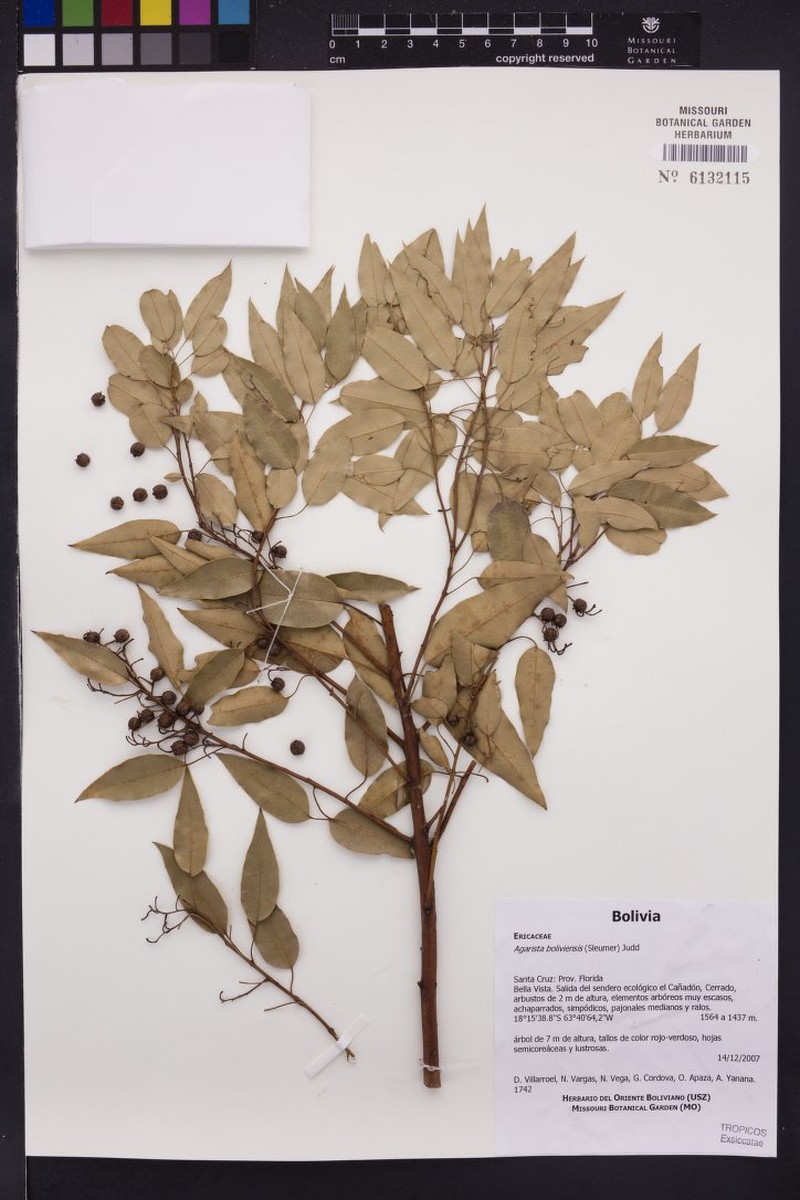 Agarista boliviensis photo 5