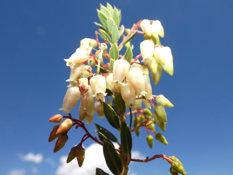 Agarista bracamorensis