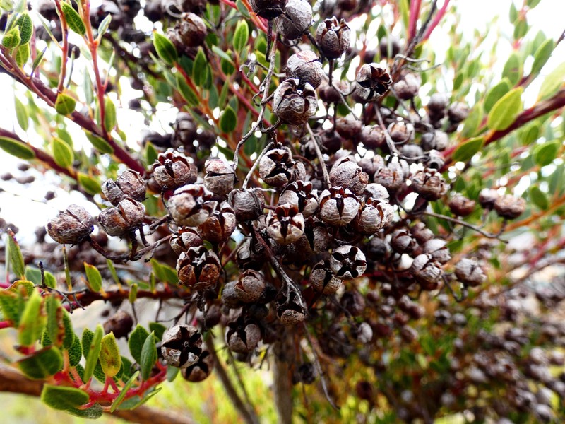 Agarista bracamorensis photo 2
