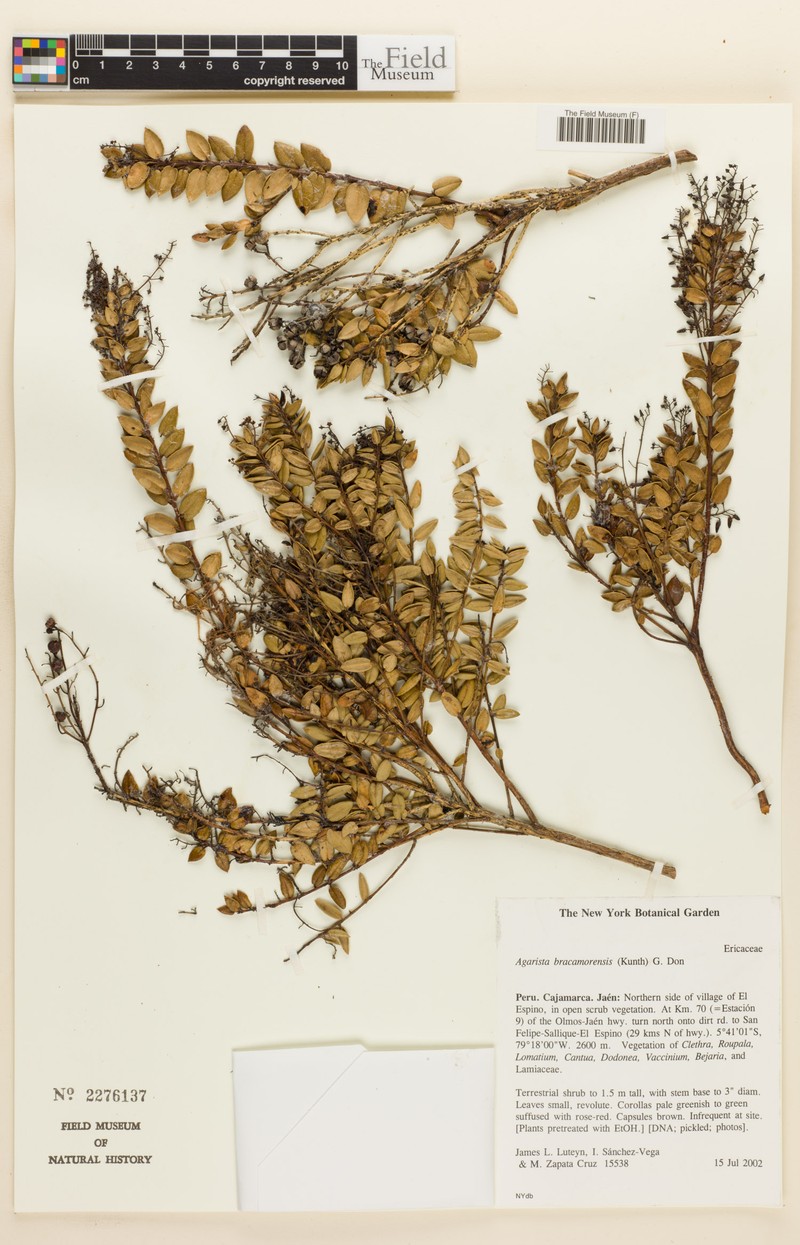 Agarista bracamorensis photo 3
