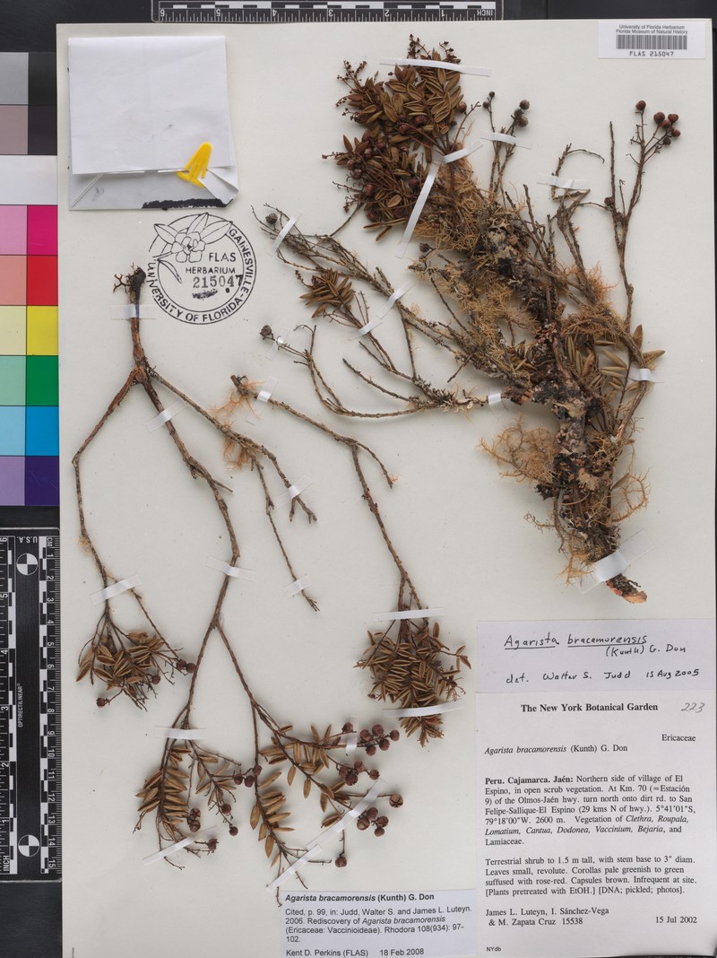 Agarista bracamorensis photo 4