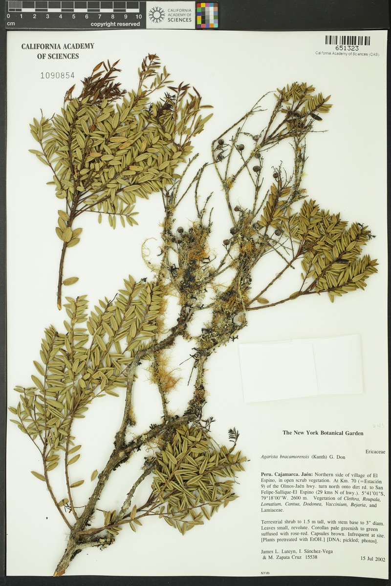 Agarista bracamorensis photo 5