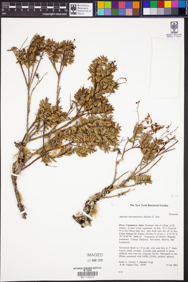 Agarista bracamorensis photo 6