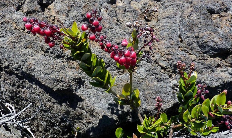 Agarista buxifolia