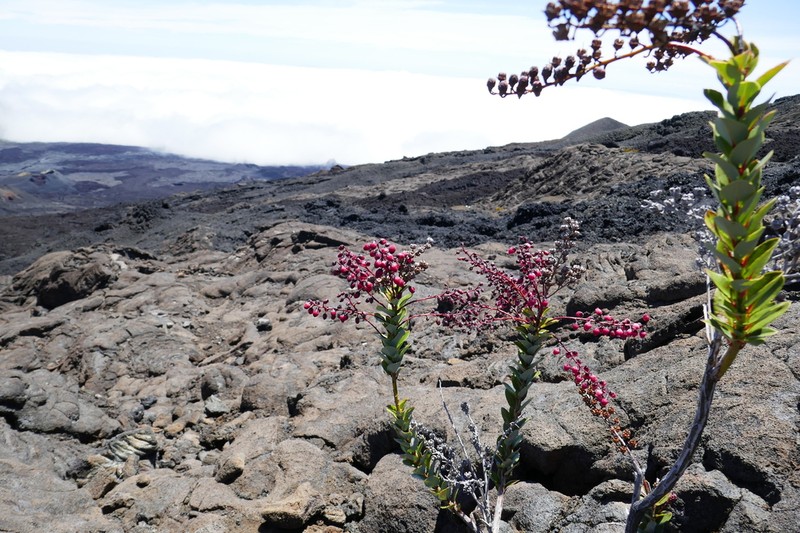 Agarista buxifolia photo 2