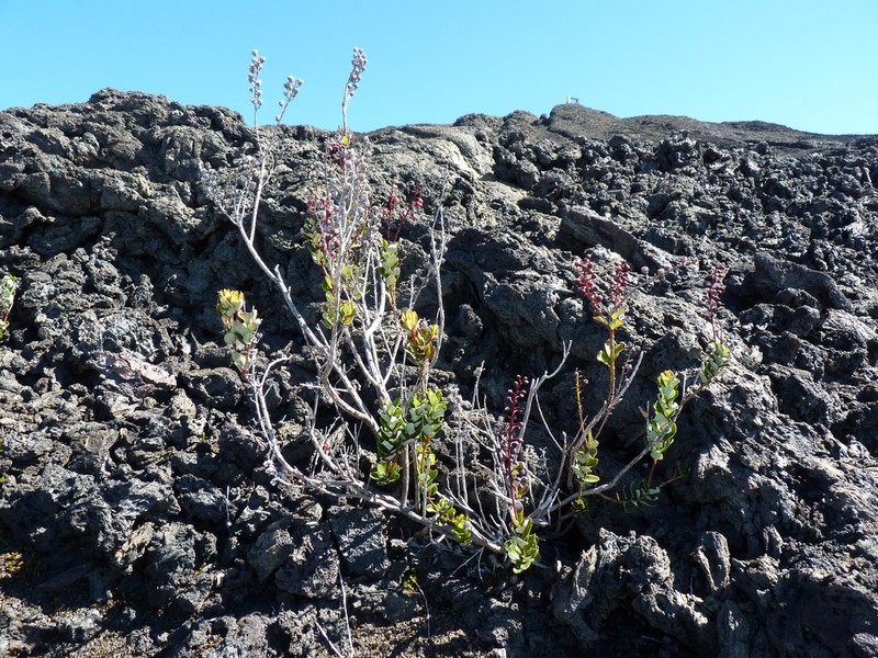 Agarista buxifolia photo 4
