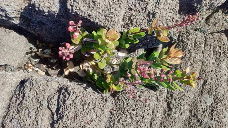Agarista buxifolia photo 5