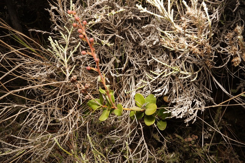 Agarista buxifolia photo 6