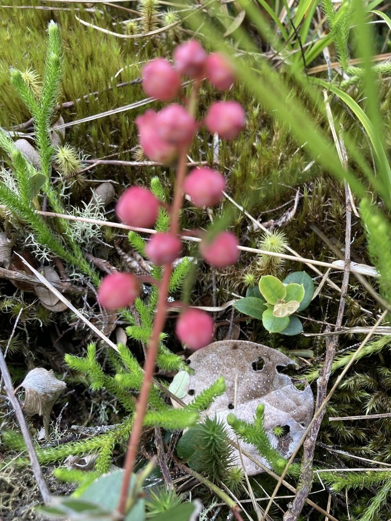 Agarista buxifolia photo 7