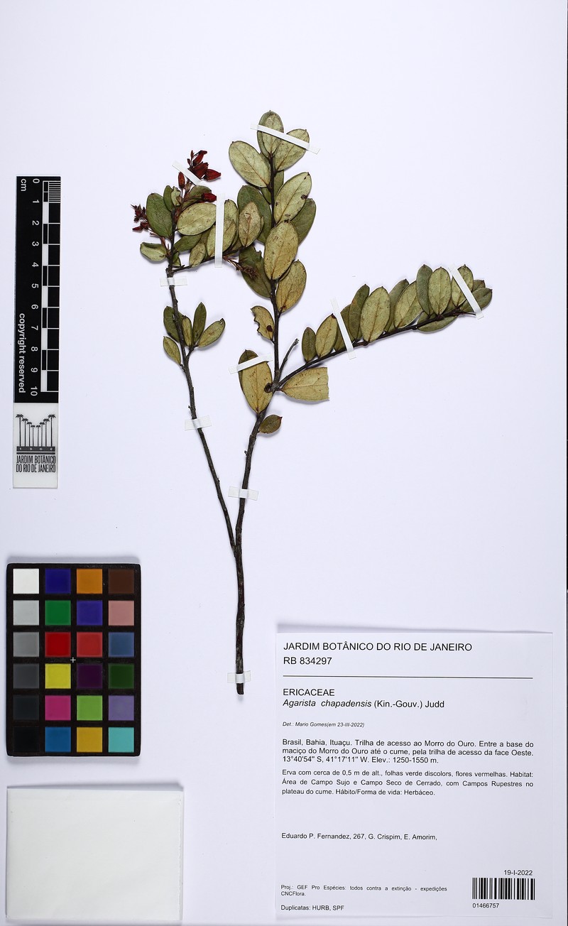 Agarista chapadensis
