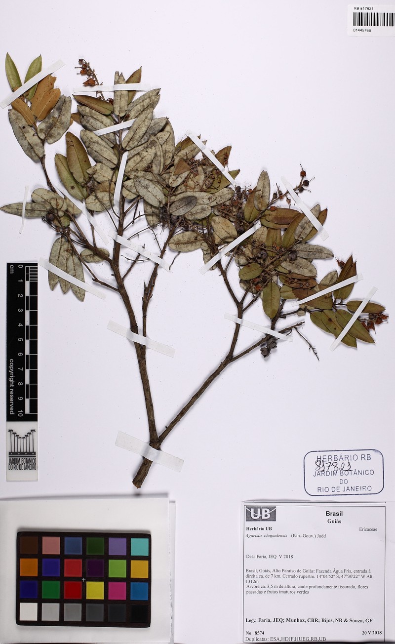 Agarista chapadensis photo 2