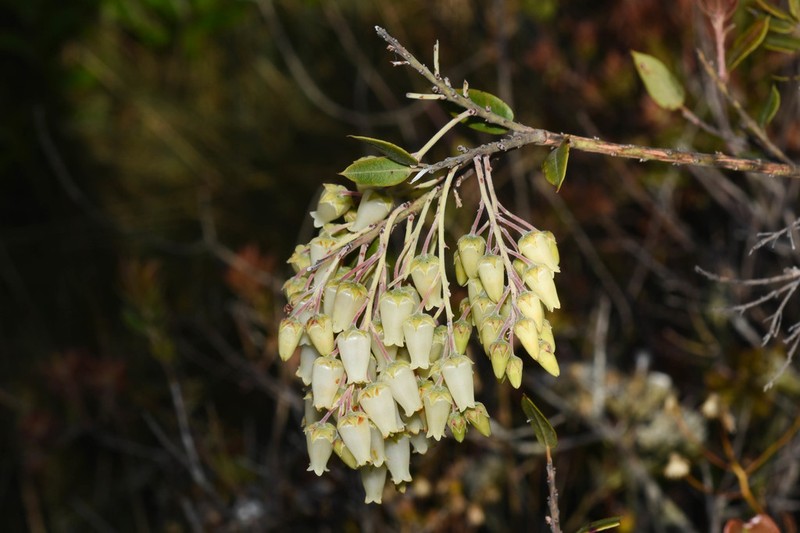Agarista chlorantha