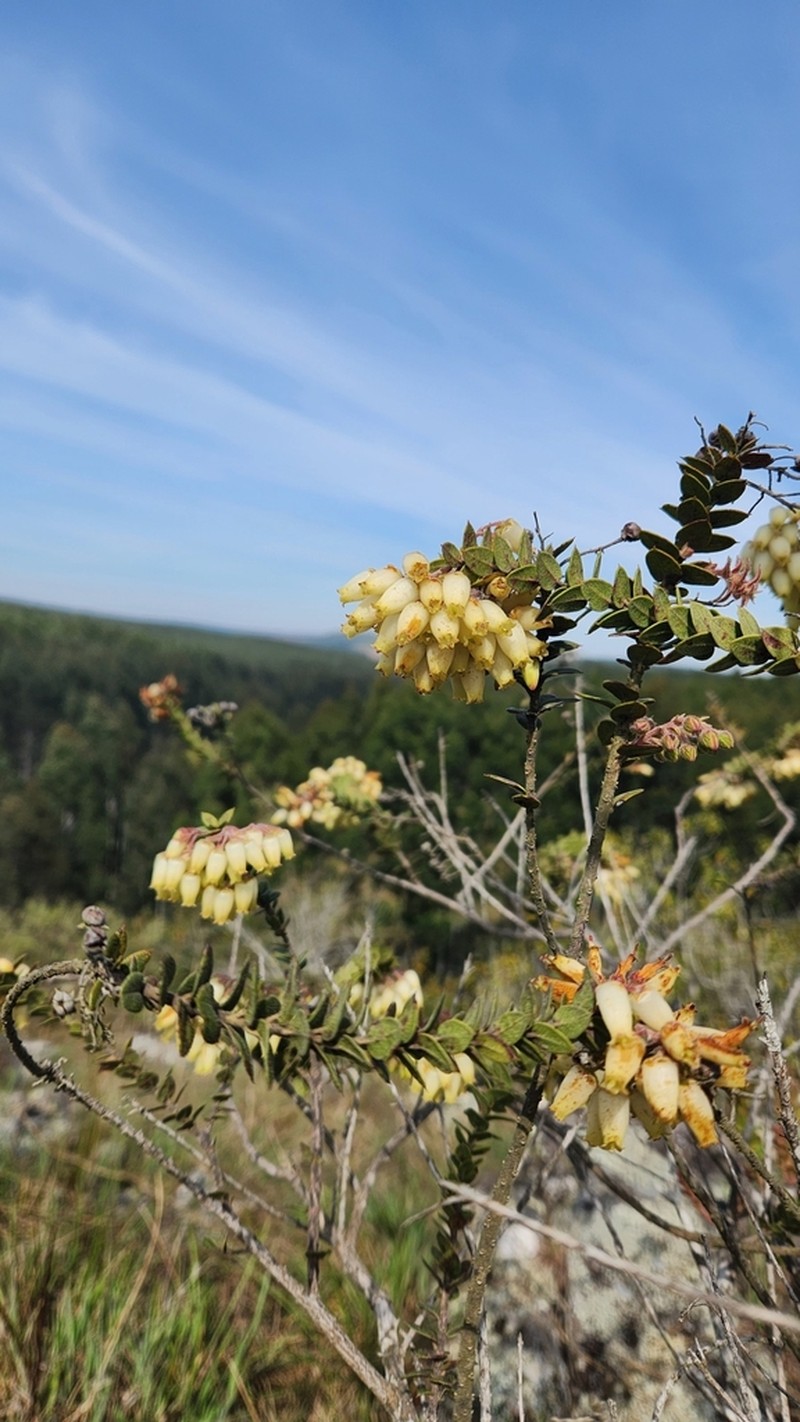 Agarista chlorantha photo 2