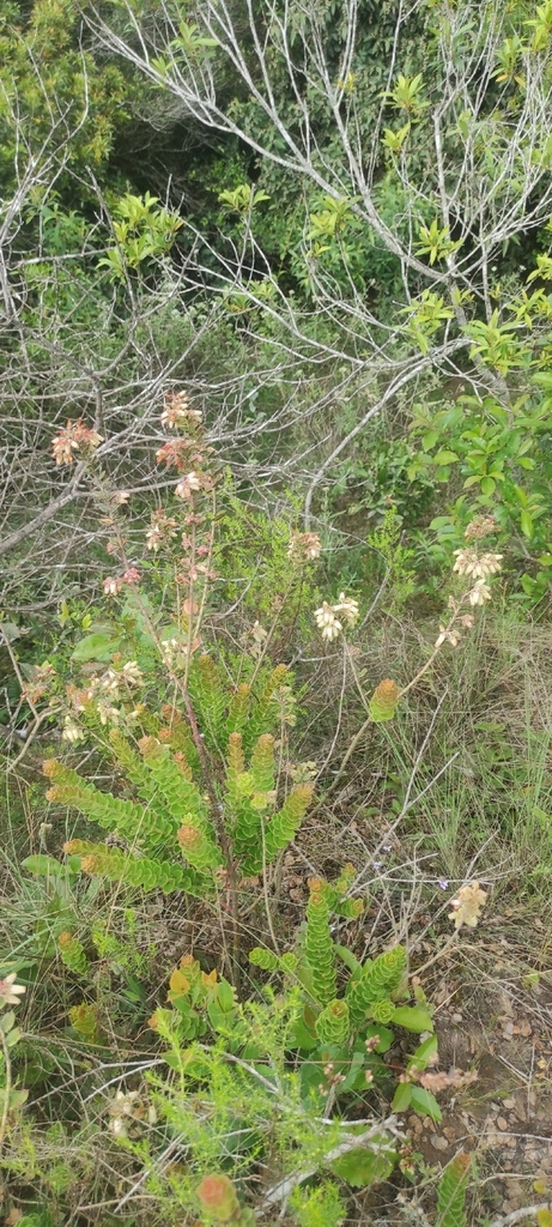 Agarista chlorantha photo 3