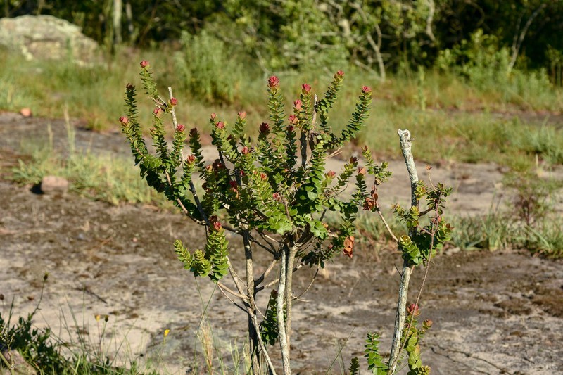Agarista chlorantha photo 4