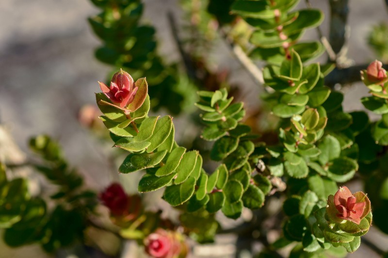 Agarista chlorantha photo 5