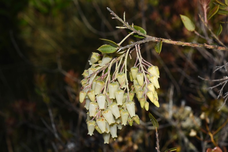 Agarista chlorantha photo 7