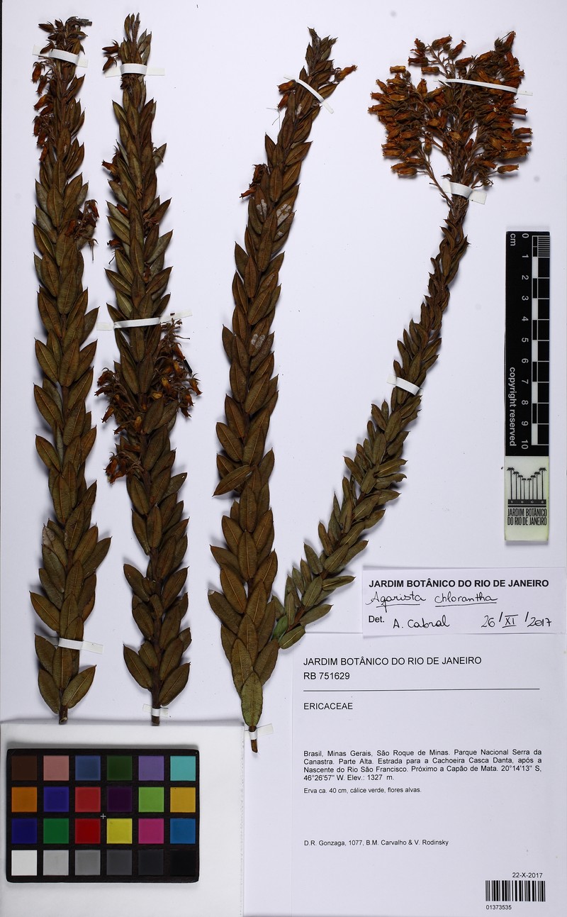 Agarista chlorantha photo 8
