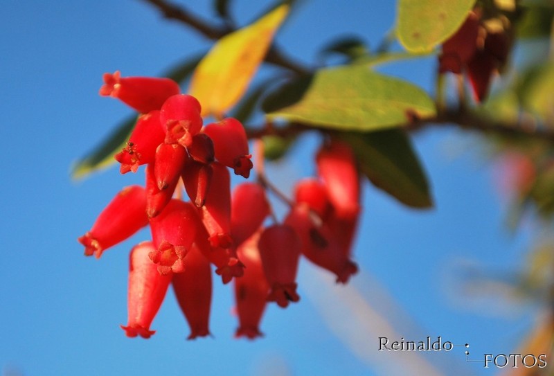 Agarista coriifolia