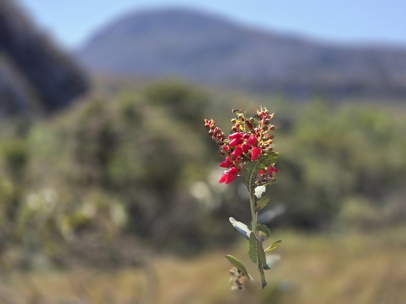 Agarista coriifolia photo 2