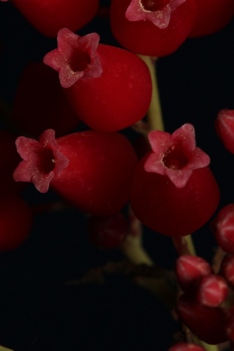 Agarista coriifolia photo 3