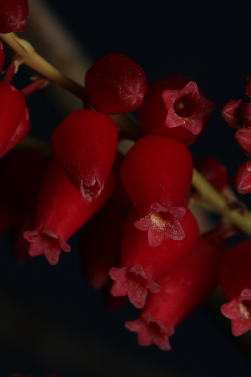 Agarista coriifolia photo 5