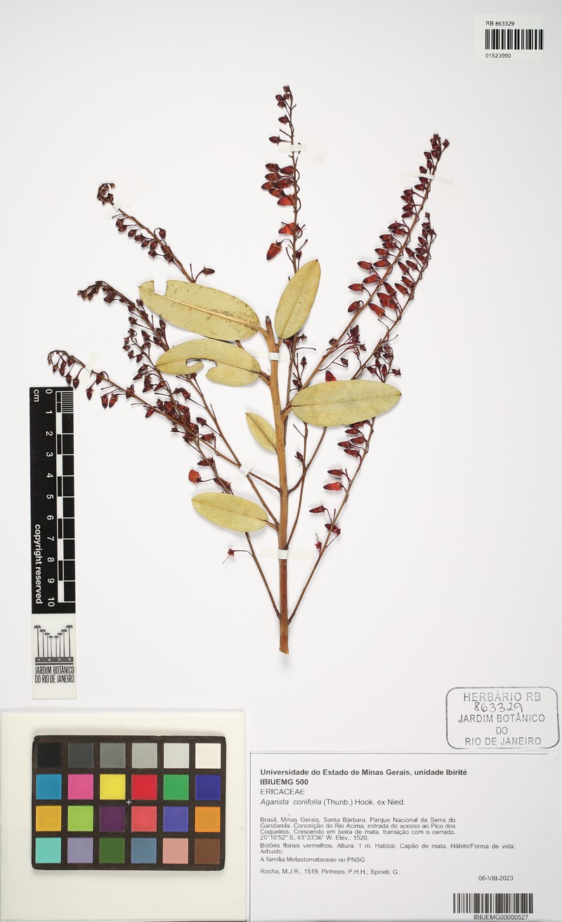 Agarista coriifolia photo 6