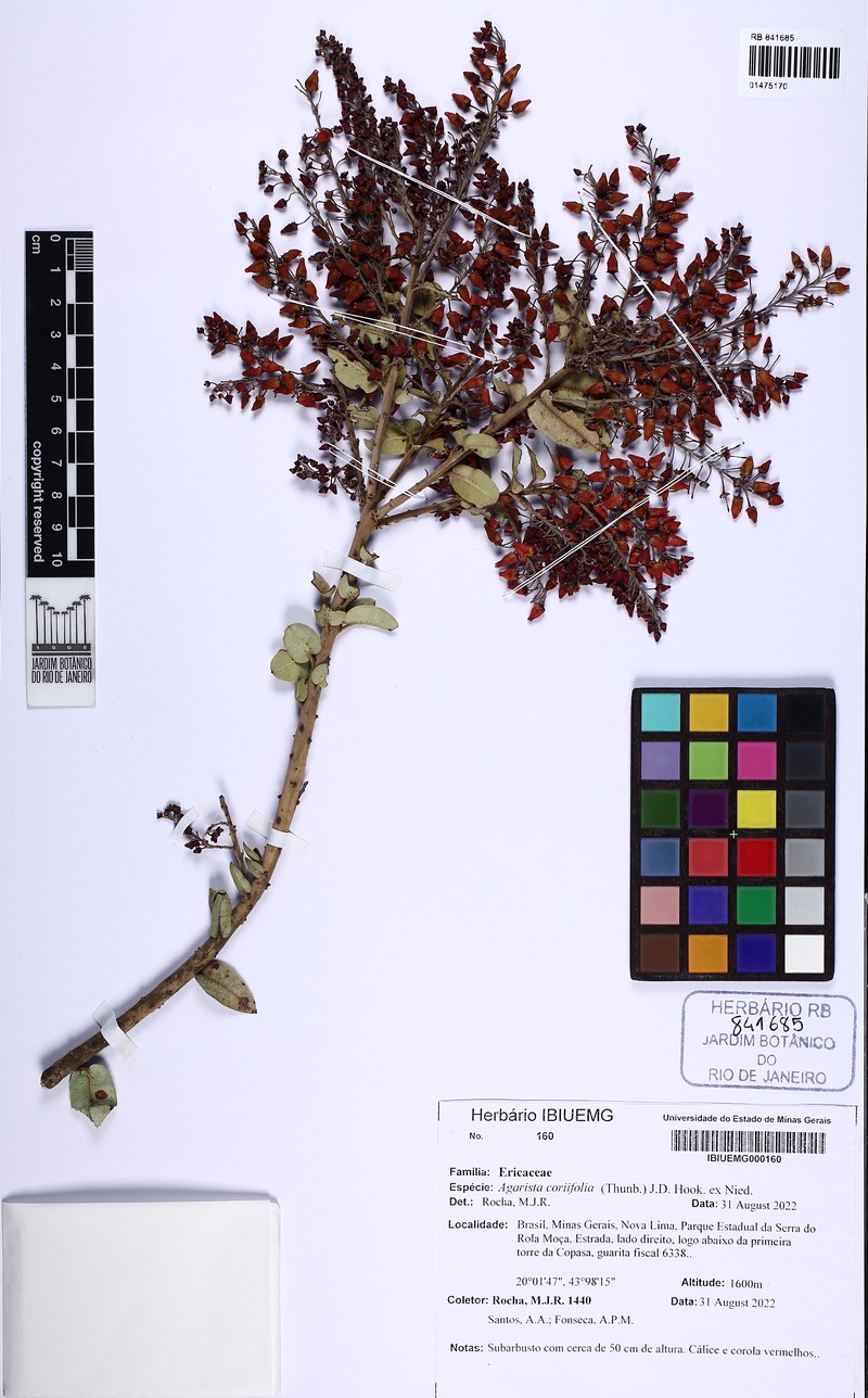 Agarista coriifolia photo 7