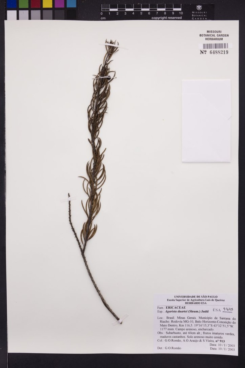 Agarista duartei