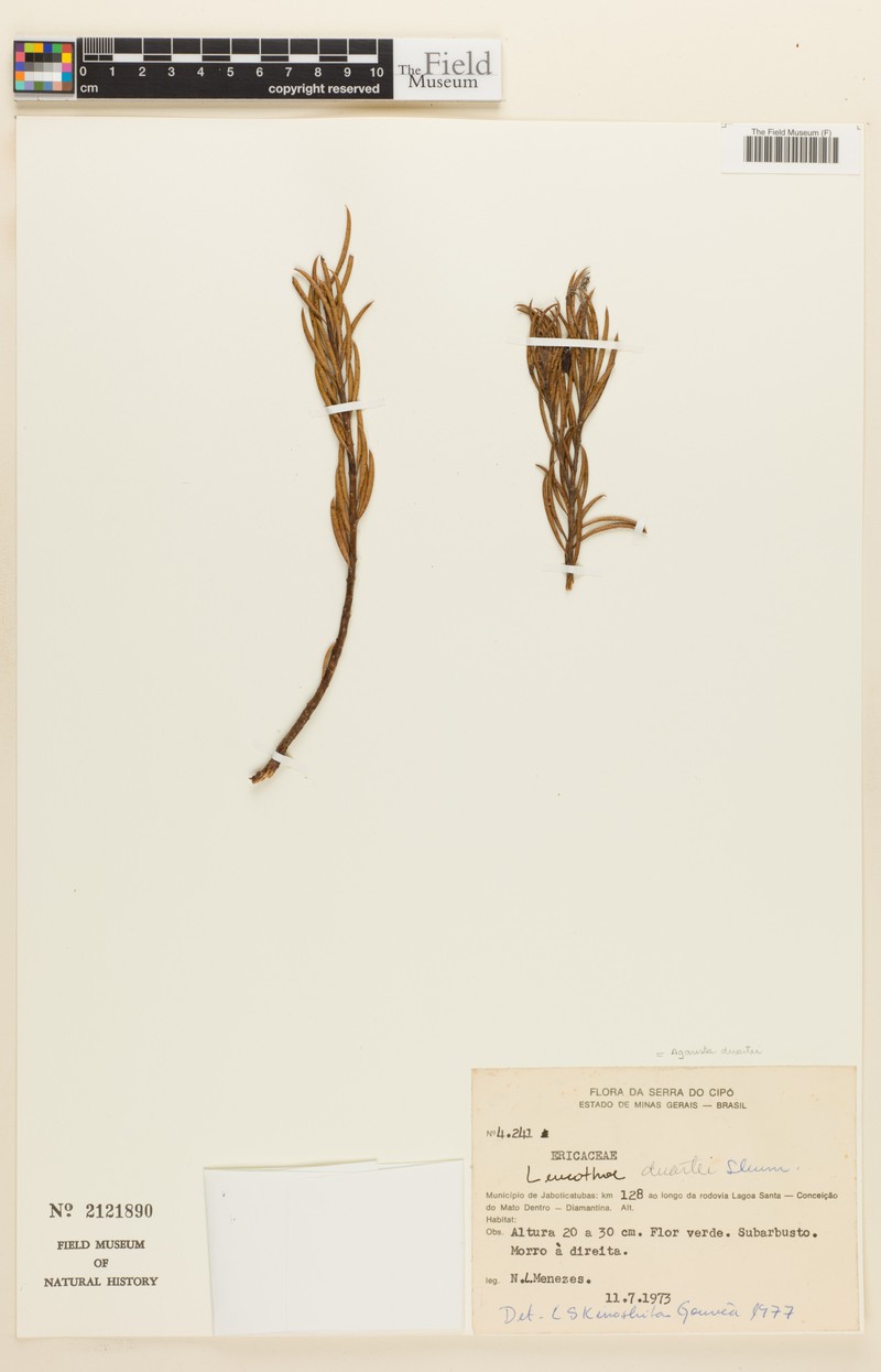 Agarista duartei photo 3