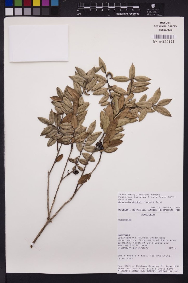 Agarista duckei