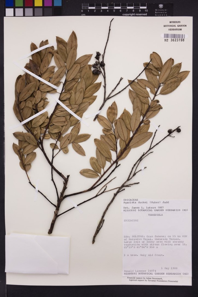 Agarista duckei photo 2