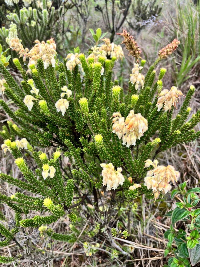 Agarista ericoides