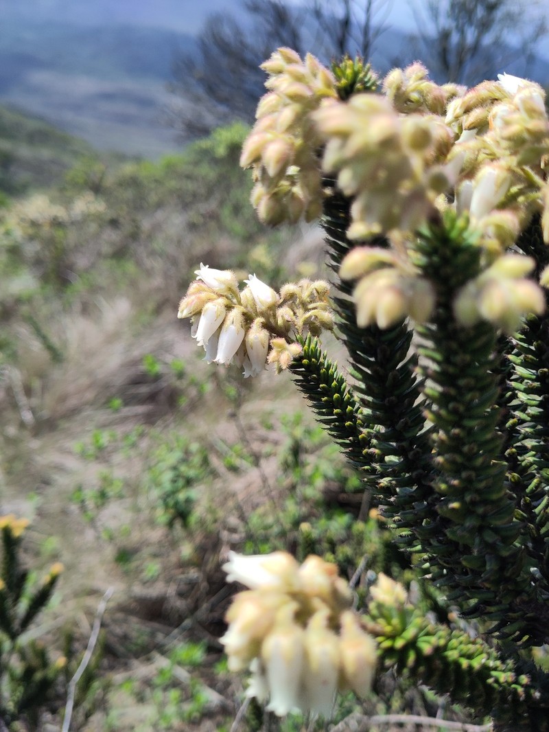 Agarista ericoides photo 3