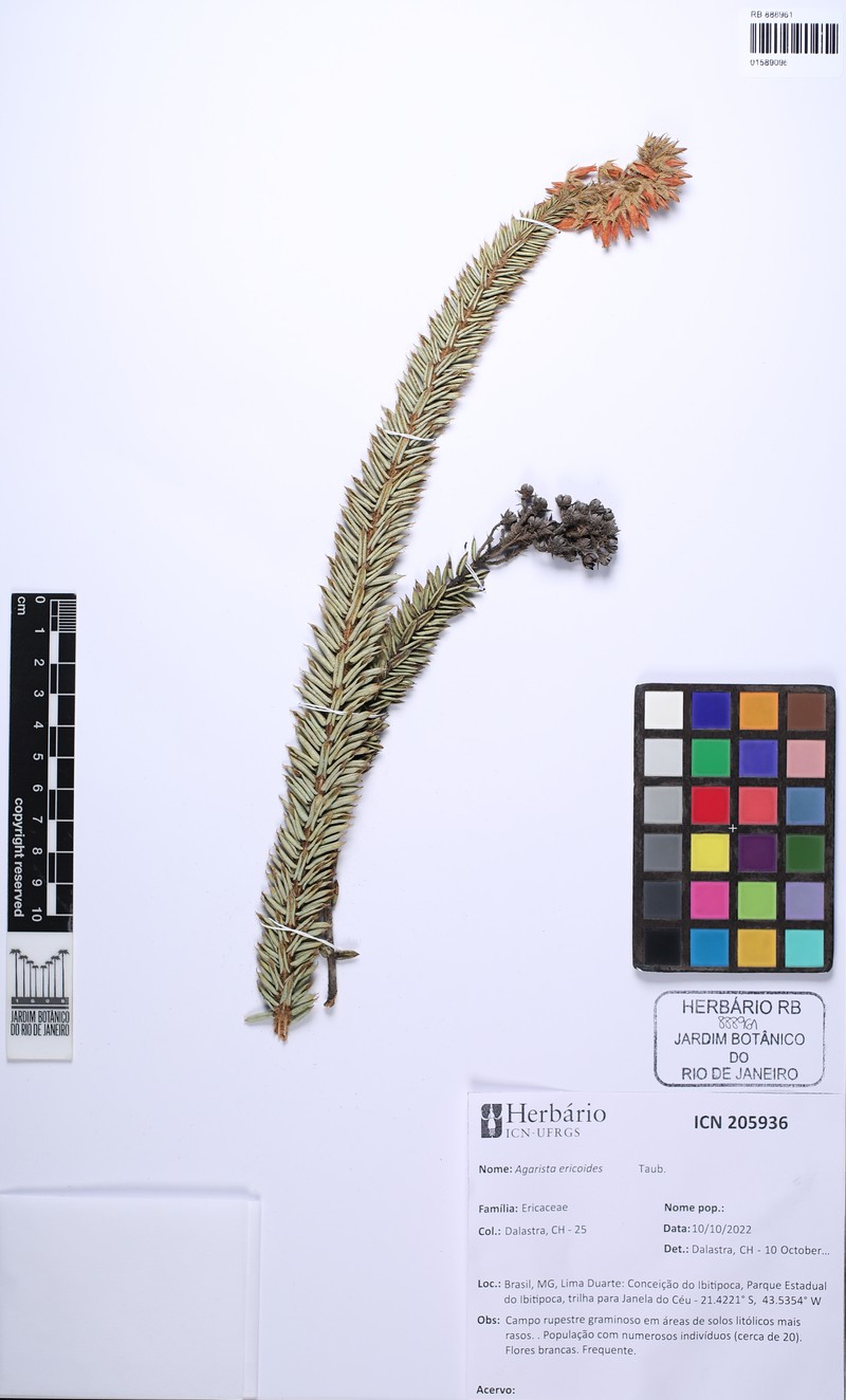 Agarista ericoides photo 5