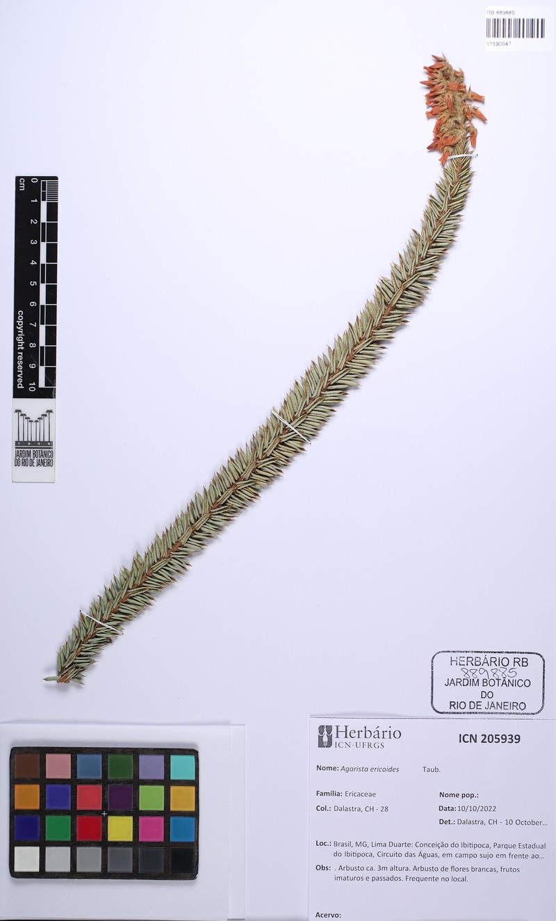 Agarista ericoides photo 6