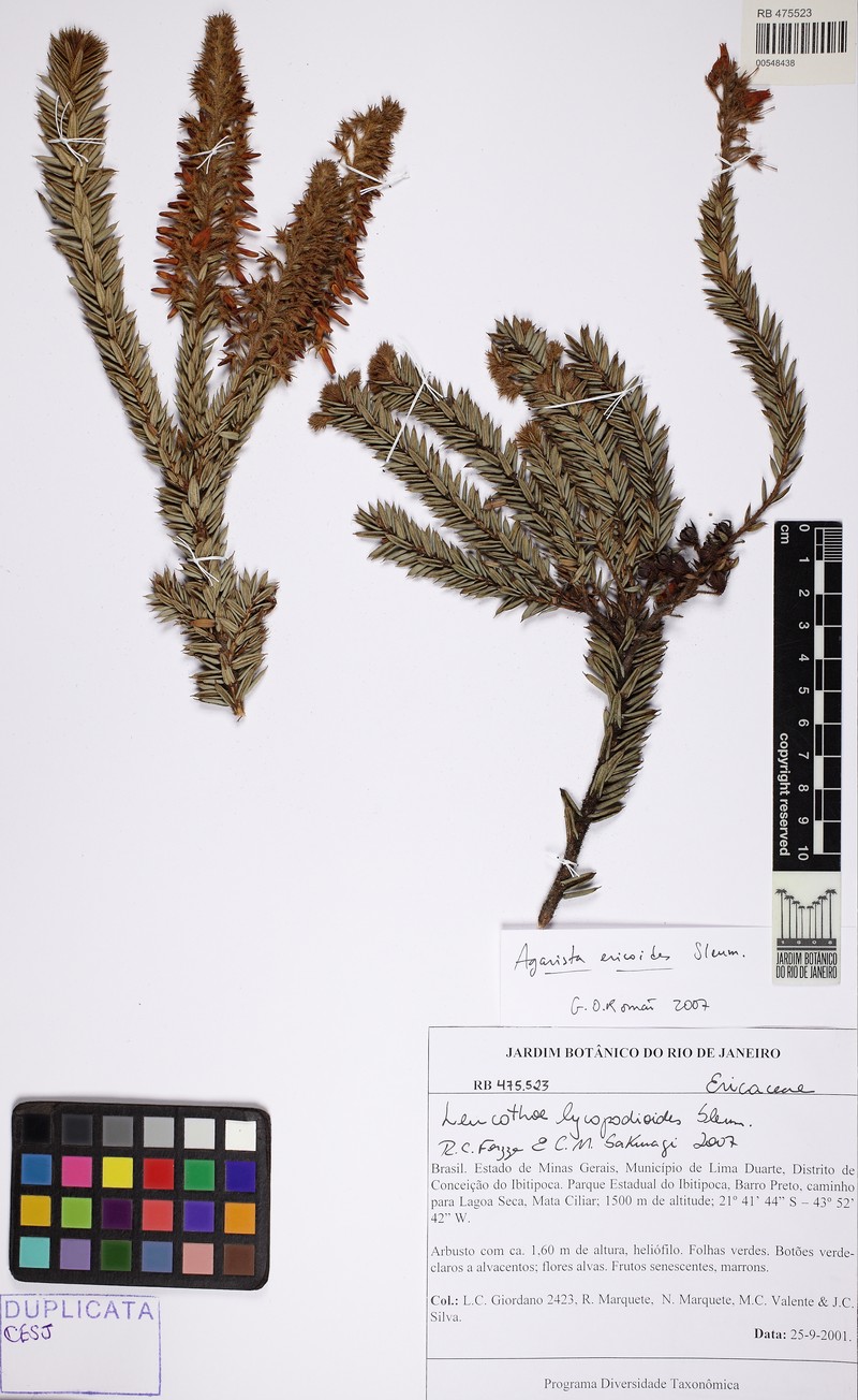 Agarista ericoides photo 7